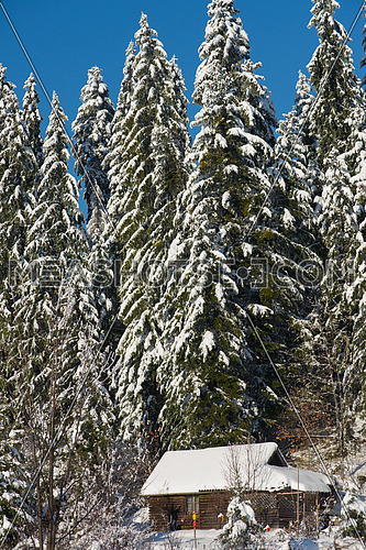 mountain house near pine tree forest, small cabin covered with fresh snow at sunny winter day