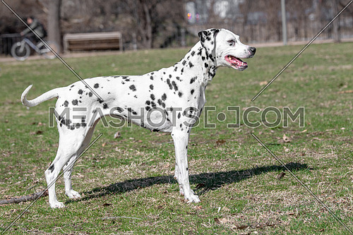 Close-up shot of beautiful Dalmatian dog. Selective focus