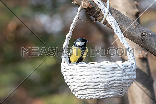 Great tit (Parus major) taking seeds from bird feeder
