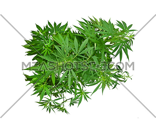Close up one big fresh green cannabis or hemp plant bushes group isolated on white background, elevated top view, directly above