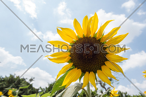 Sunflower at the beginning of spring
