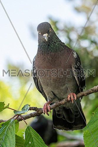 The large bird genus Columba comprises a group of medium to large stout-bodied pigeons, often referred to as the typical pigeons.