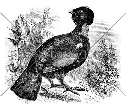 The grand Tetras or bruyeres Cock Tetrao urogallus, vintage engraved illustration. Magasin Pittoresque 1836.