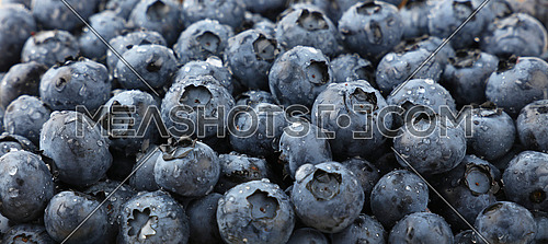 Background pattern of fresh washed blueberry berries wet with water drops, close up, low angle view, selective focus