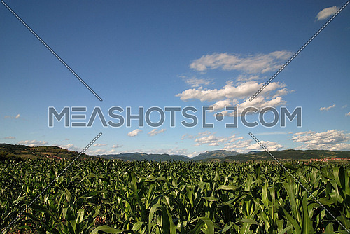 sunny day at field of corn and dramatic sky...   (NIKON D80; 6.7.2007; 1/125 at f/8; ISO 100; white balance: Auto; focal length: 18 mm)