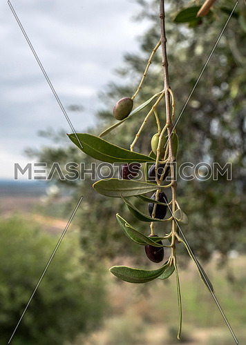 Bunch of olives in an olive tree near the castle of Almodovar del Rio, Spain