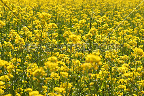 Yellow rape field in full bloom