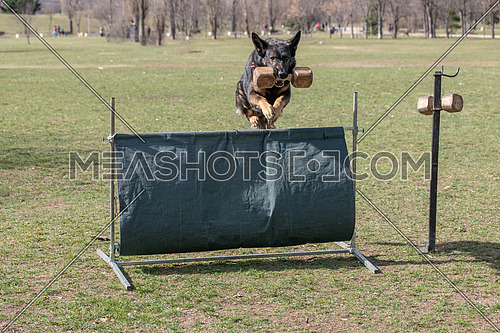 German Shepherd on agility competition, over the bar jump. Proud dog jumping over obstacle. Selective focus on the dog