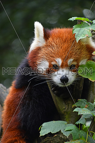 Close up portrait of one cute red panda on green tree, looking at camera, low angle view