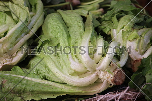 lettuce vegetable