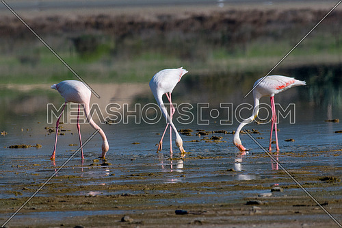 The greater flamingo Phoenicopterus roseus is the most widespread species of the flamingo family. It is found in Africa, on the Indian subcontinent, in the Middle East and southern Europe