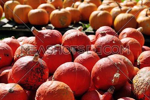 pumpkin healthy organic food  background at autumn season on market ready for helloween holiday