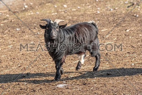 Portrait of African pygmy goat on the farm. Nature and wildlife photo