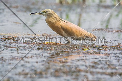 Squacco Heron bird in a swamp