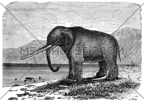 Mastodon. Precursor of the elephant. Miocene period, vintage engraved illustration. Earth before man â 1886.
