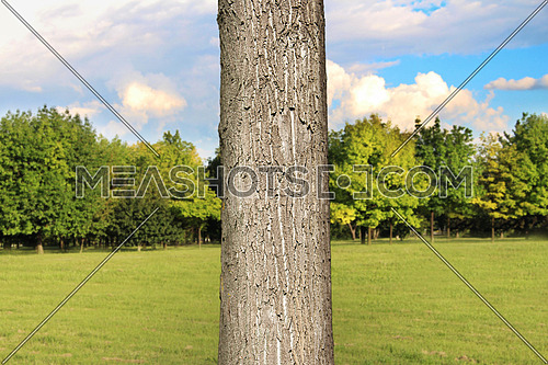 Tree trunk close up in the Park