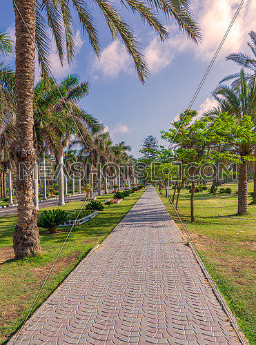 Pedestrian walkway framed with trees and palm trees on both sides with partly cloudy sky in a summer day, Montaza public park, Alexandria, Egypt