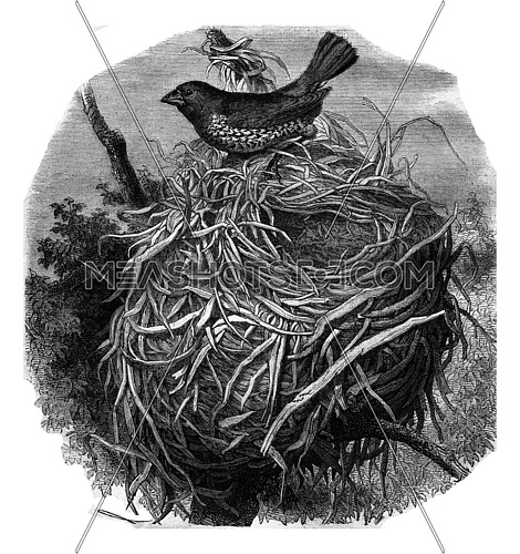 Spotted Munia and her nest, vintage engraved illustration. Magasin Pittoresque 1877.