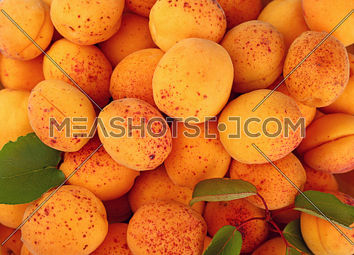 Fresh ripe mellow apricots and green leaves background pattern close up, top view