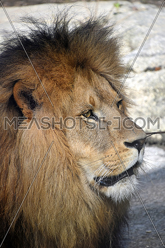 Close up side profile portrait of mature male African lion with beautiful mane, looking away