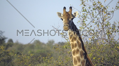 View of a Giraffe looking over to the camera