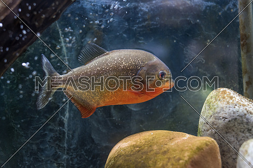 Red piranha (Pygocentrus nattereri), also known as the red-bellied piranha. Wild life animal.