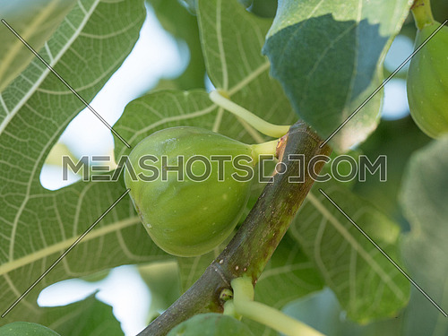 Ripe fig fruits on tree branch, Green figs on the tree in a summer day