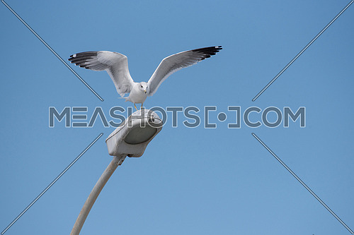 Flying seagull on a background of blue sky