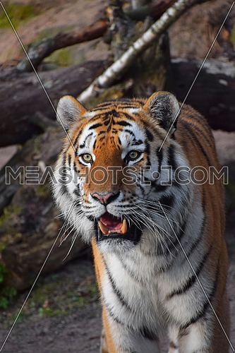 Close up portrait of young Siberian tiger (Amur tiger, Panthera tigris altaica) with open mouth and teeth, looking at camera