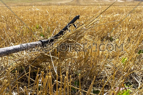 Rustic rake in a harvested field of wheat with stalk stubble in an agricultural landscape