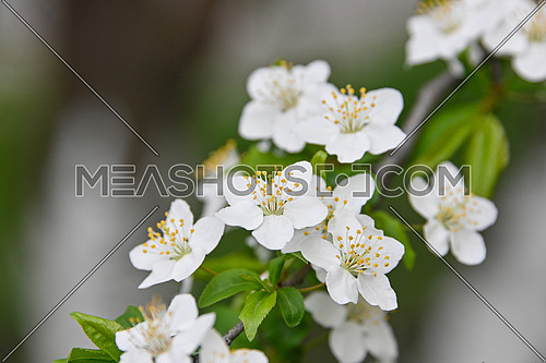 Close up white cherry tree blossom, low angle view