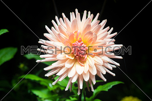 beautiful dahlia flower  isolated on black background with rain drops in garden