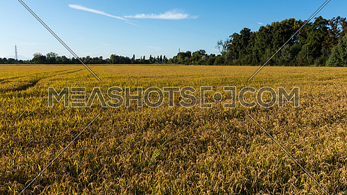 In the picture rice field during the day