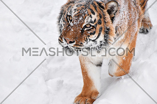Close up portrait of one young male Amur (Siberian) tiger in fresh white snow sunny winter day, looking up at camera, high angle view