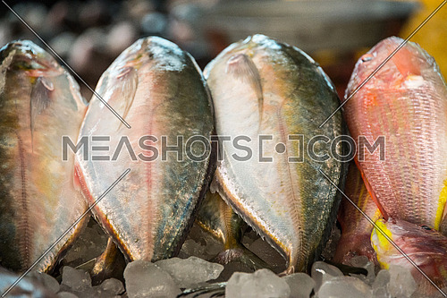 fish display in Fish Market In Dubai