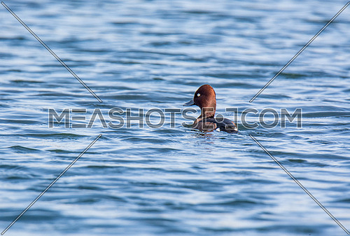 ferruginous Duck swimming in a lake