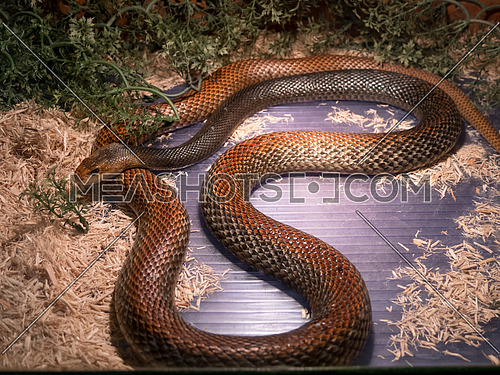 The Taipan is considered to be one of the most dangerous snakes in the world. These are giant (4 m), fast,nervous and highly venomous snakes found in Australia and Papua New Guinea.