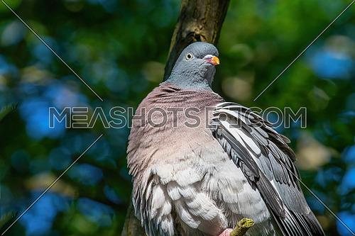 Common Wood Pigeon (Columba palumbus) Wildlife animal