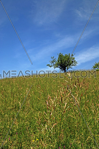 lonely tree on meadow