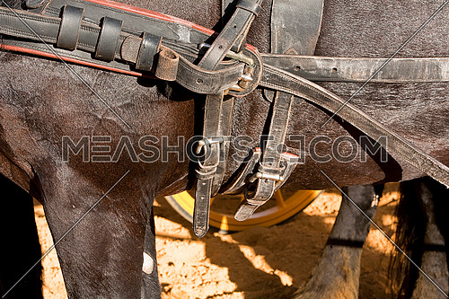 Detail of buckles and straps of a horse used for the transportation of carriages, Spain