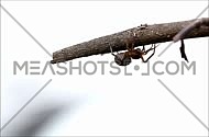 Brown spider crawling on a tree branch against a white background