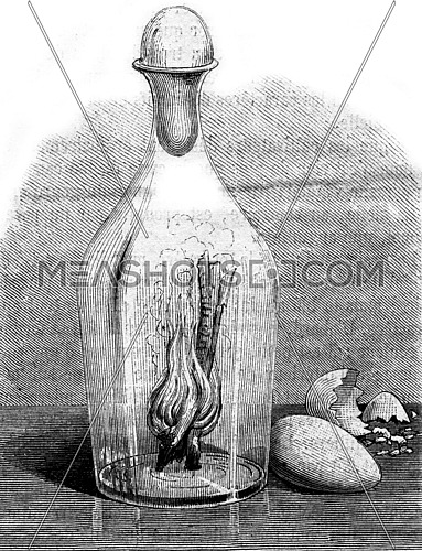 An egg in a carafe, vintage engraved illustration. Magasin Pittoresque 1873.