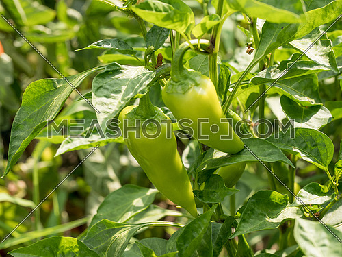 Young green organic peppers growing on a branch in garden. Bell peppers growing in the garden, fresh organic vegetables