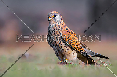 The lesser kestrel (Falco naumanni) is a small kestrel with long pointed wings and a long tail marked with a black band at the end.