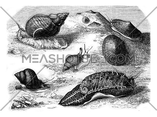 Common limpet, Wavy whelk, Reticulated net, Abalone ridged, Vignot or Periwinkle, vintage engraved illustration. Magasin Pittoresque 1873.