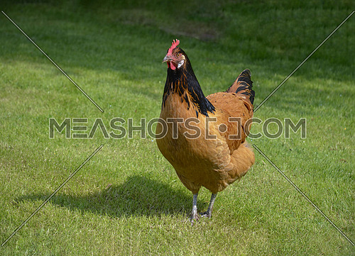 Big rooster with a red comb and a yellow beak. Rooster chicken cockcrow in the morning