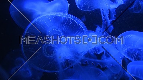 Close up group of jellyfishes or jellies swimming in aquarium water in blue light over dark background, low angle view