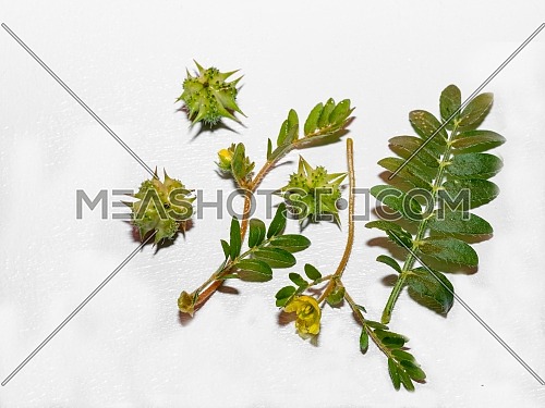 Tribulus terrestris is an annual plant in the caltrop family (Zygophyllaceae) widely distributed around the world, that is adapted to grow in dry climate locations in which few other plants can survive