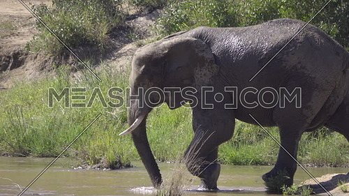 View of a huge bull elephant steping into river