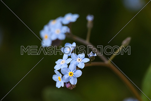 Macro close up fresh spring purple blue forget me not or myosotis flowers shaking in the wind over green background, low angle view